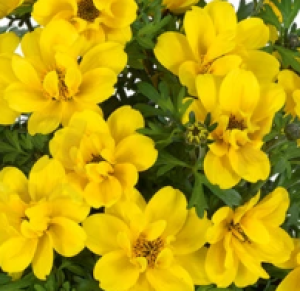 Снимок экрана 2024-08-26 114941_300x300